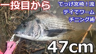 一投目からデカイ黒鯛、てっげ宮崎！流のデイチニングを解説 [upl. by Eniahs]