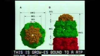 Molecular Chaperones in Protein Folding and Neurodegeneration [upl. by Sigismundo]