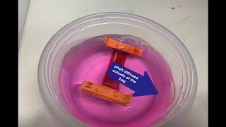 Chapter 5 Membrane Lab Demonstration Dialysis [upl. by Egnalos45]