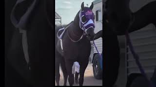 Carreras de caballos de Mexico 🇲🇽 🏇 🐴 🐎 [upl. by Warfield275]