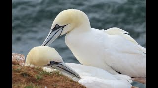 A little getaway short trip to Helgoland Island [upl. by Dillon]