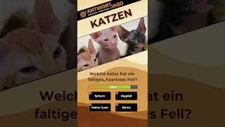 Katzenquiz Warum bringen Katzen Mäuse nach Hause  Welche Katze hat faltiges haarloses Fell [upl. by Drawde876]