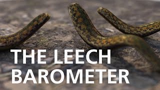 Predict the weather with leeches Device explained [upl. by Hnoj]