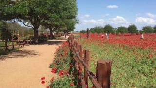 Poppies in Fredericksburg Texas [upl. by Figge]