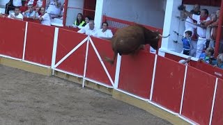 VAQUILLA SALTANDO LA BARRERA EN LA PLAZA DE TOROS DE FITERO 14092015 [upl. by Rawden]