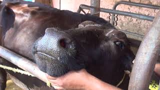 कृमि रोधन प्रक्रिया  हिंदी में आवाज  Deworming procedure in Dairy Cattle [upl. by Chong]