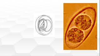 Cystoisospora belli GENERALIDADES MORFOLOGÍA Y CICLO DE VIDA [upl. by Hubsher4]