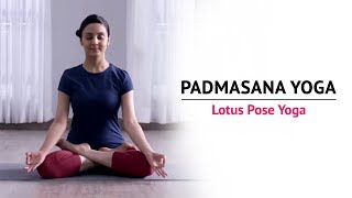 Padmasana Yoga  Lotus Pose Yoga  Steps  Benefits  Yogic Fitness [upl. by Siramay]