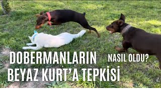 DOBERMANLARIN BEYAZ KURT’A TEPKİSİ NASIL OLDU doberman köpek wolfdogcommunity [upl. by Naneik865]