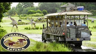 Animal Kingdoms Kilimanjaro Safari ALL ANIMALS OUT FULL RIDE SPATIAL [upl. by Florentia]