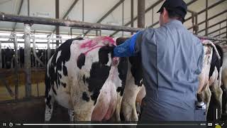 Heat Detection in Cattle  Training by GENEX  Breeding Masterclass Chapter 01 [upl. by Fritz]