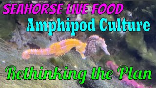 Live Seahorse Food  Rethinking Amphipod Culture Plan seahorse natureathome amphipod [upl. by Kohcztiy]