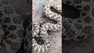 Facts About Hognose Snake [upl. by Castera]