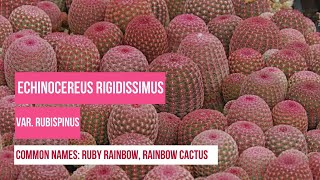 Plant Profiles Cactus  Echinocereus Rigidissimus Var Rubispinus or Rainbow cactus Ruby Rainbow [upl. by Dewees]