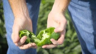 Seminis® Breeder Series  Sweet Peppers [upl. by Rosella692]