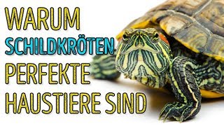 🐢 Schildkröten sind toll 5 Fakten die das beweisen [upl. by Rialcnis954]