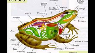 CLASIFICACIÓN DE ANIMALES VERTEBRADOS [upl. by Aaren]