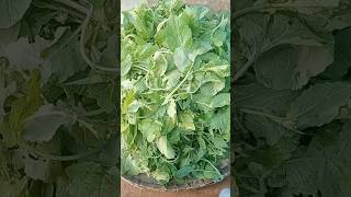 sarson ka saag banane ki recipe  trending trend shortvideo villagecooking sarsonkasaag [upl. by Oelc]