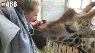 NAAR DE DIERENTUIN  JILL VLOG 466 [upl. by Marutani671]