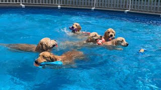 GoldenSoulDogs is live with 7 Golden Retrievers in the pool [upl. by Nwatna]