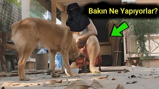 Suudlu Kadınların Neden Köpek Satın Aldığına İnanamayacaksınız [upl. by Yliak601]