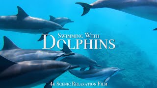 Swimming With Dolphins 4K  30 Minute Underwater Relaxation Film [upl. by Timon]