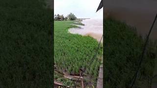 Detikdetik persawahan di terjang banjir [upl. by Esmerelda]