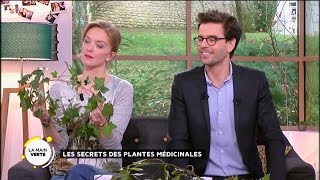 Les secrets des plantes médicinales [upl. by Weiner]