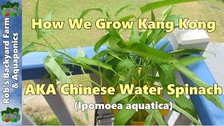 How we grow Kang KongKangkungChinese water spinach Ipomoea aquatica [upl. by Luy912]