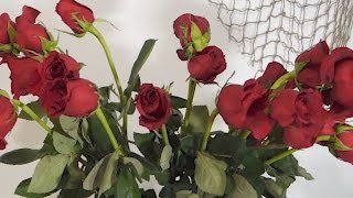 How To Revive Wilted Roses Time Lapse [upl. by Hedelman]