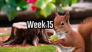 Squirrel vs Humanity The War Escalates  Week 15 [upl. by Giarc304]