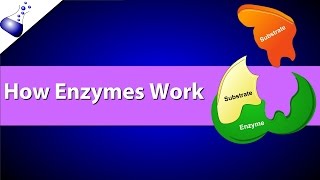 How Enzymes Work [upl. by Gnex835]