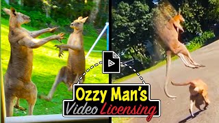 Best of Kangaroo Combat ft Acoustic Ozzy Man Reviews [upl. by Annaiviv]