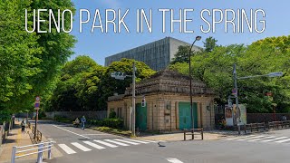 8K Japan Ueno Park 上野恩賜公園 in the Spring [upl. by Aerdnahs]