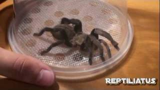 Haplopelma lividum enclosure tutorial [upl. by Aivata]