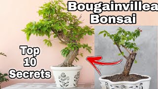 My Top 10 secrets to Bougainvillea Bonsai  Bougainvillea cutting to Bonsai [upl. by Ander]