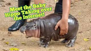 WARNING This Baby Hippo is too CUTE to Handle  Moo Deng’s Story to Internet Fame [upl. by Etterraj]