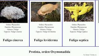 Protista orden Oxymonadida fuligo featuring coli candida crustacea cinerea fragilis histolytica [upl. by Nordine]