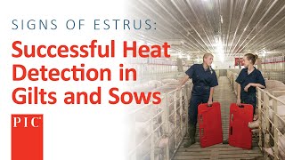 Heat Detection in Gilts and Sows  Pig Improvement Company [upl. by Esilanna]