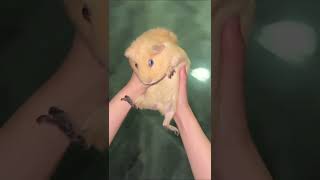 Millions of camera shots of guinea pigs and guinea pigs to record life [upl. by Adnuhser]