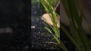 Pygmy Corys Corydoras pygmaeus [upl. by Anailil]