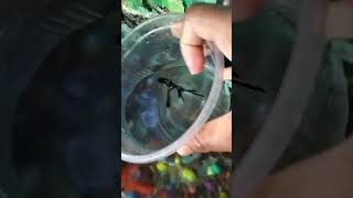 Angelfish ❤️🐟minivlog fish vairalvideo angelfish [upl. by Petes]