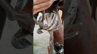 hoof horse animalwelfare asmr farriersoftiktok horseshoe farrier satisfying hoof care [upl. by Rekoob]