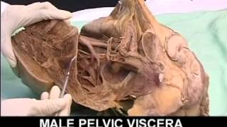 AnatomyPelvis and Perineum Videos1 [upl. by Ayikan878]