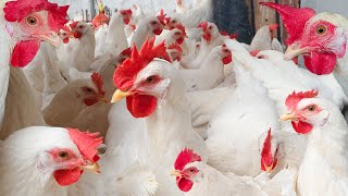 How Poultry Farm Caring Thousands Broiler Chickens  Inside Chickens Farm  Harvest Diary [upl. by Suisyola616]