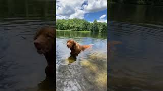 Something about tollers… toller novascotiaducktollingretriever tollerscream dogeducation dogs [upl. by Arerrac446]