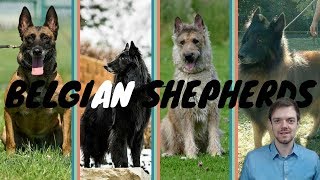 Difference Between Belgian Shepherds  Malinois  Laekenois  Tervuren  Groenendael [upl. by Notsae]