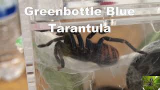 Greenbottle Blue Tarantula [upl. by Odlo]