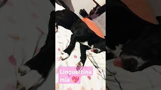 Linguetta doglover dog Speep [upl. by Normak]