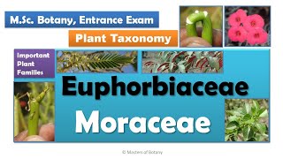 Euphorbiaceae amp Moraceae  MSc Botany Entrance  Angiosperm Families  Important Notes [upl. by Aizitel]